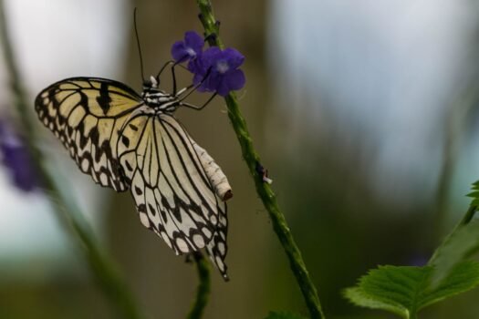 Papilliorama – exotische Schmetterlinge und mehr