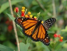 Papilliorama – exotische Schmetterlinge und mehr